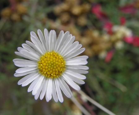 Small white flower