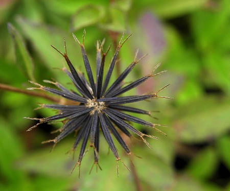 Small white flower seeds