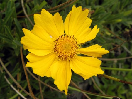 Yellow flower with scale insect