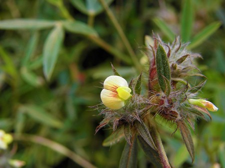 Yellow flower