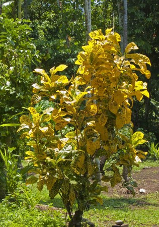 Mellow Yellow plant