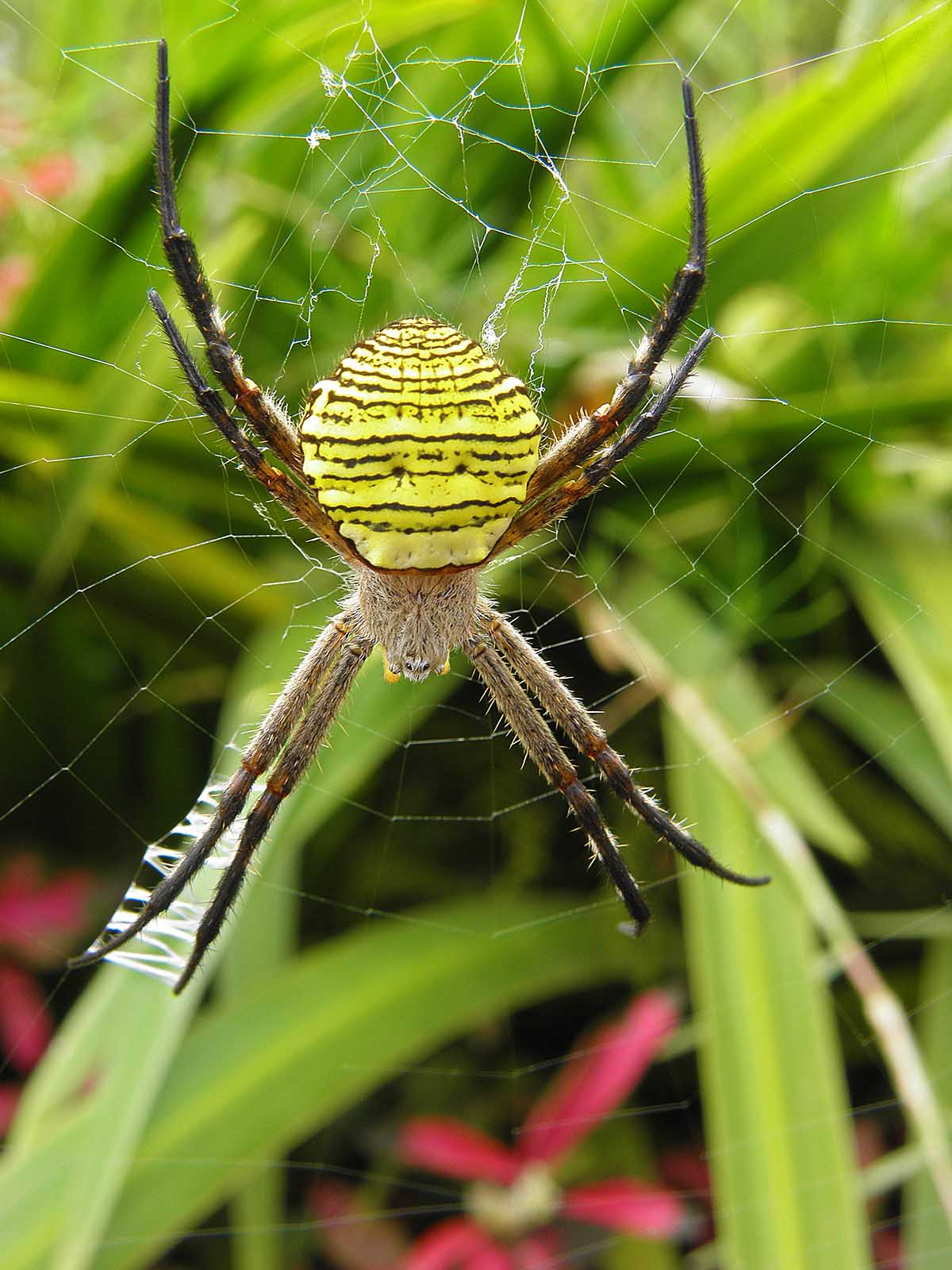 [Image: yellow_spider_P9090106.jpg]