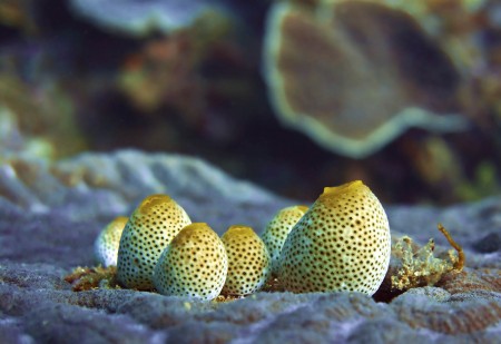 Sea Squirts - Atriolum robustum