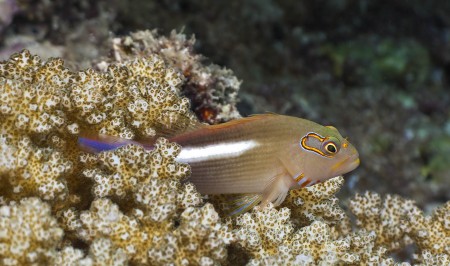 Arc-Eye Hawkfish (Paracirrhites arcatus)