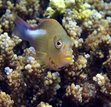 Arc-Eye Hawkfish (Paracirrhites arcatus)
