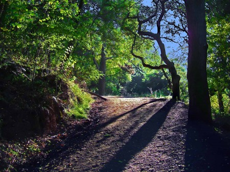 Berkeley Nature Walk by Steven Goodheart