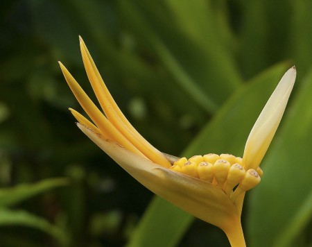 Bird of Paradise Flower