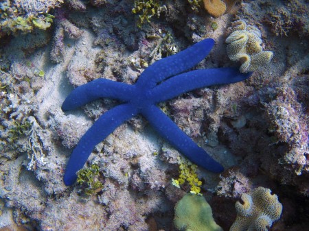 Blue Starfish - Linckia laevigata