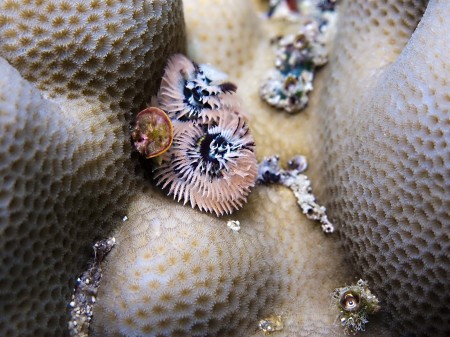 Christmas Tree Worm (Spirobranchus giganteus)