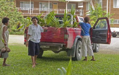 Loading the coconut trees into the truck