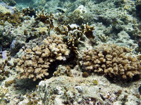 Reef Community