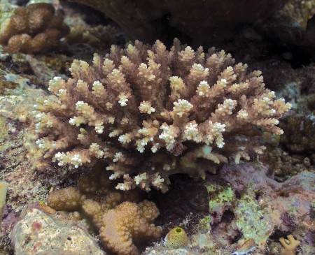 Coral (Acropora robusta)