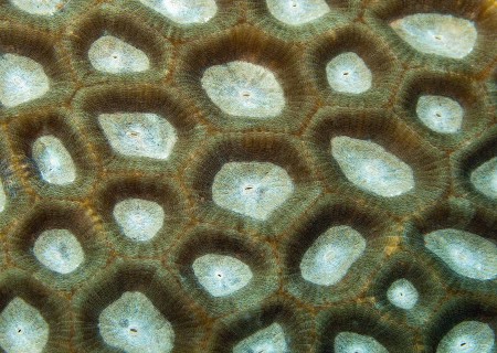 Coral - Alien Skin (Favites sp.)