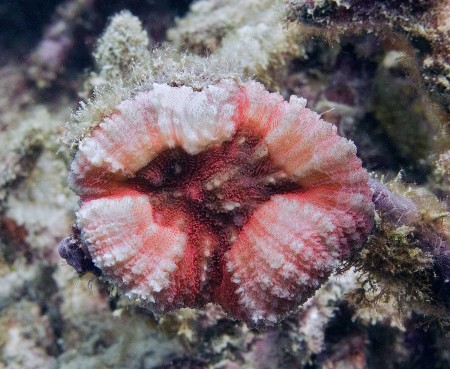 Coral (Lobophyllia hemprichii [young_stage])