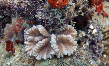 Coral (Pectinia lactuca [young stage ?]) [doubtful]
