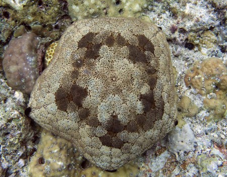 Cushion Star or Sea Pincushion (Culcita novaeguineae)
