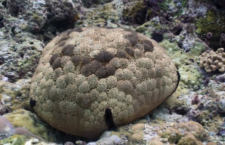 Cushion Star or Sea Pincushion (Culcita novaeguineae)
