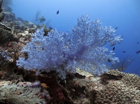 Divaricate Tree Coral (Dendronephthya roxasia)
