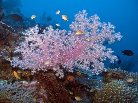 Divaricate Tree Coral (Dendronephthya roxasia)