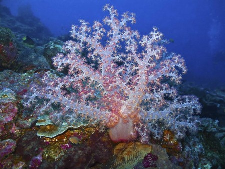 Diverticulate Tree Coral (Dendronephthya roxasia)