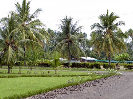 Dwarf Coconut Trees