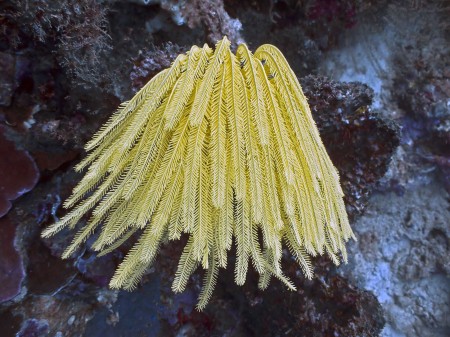 Feather Star (Comantheria schlegeli) at Planet Rock
