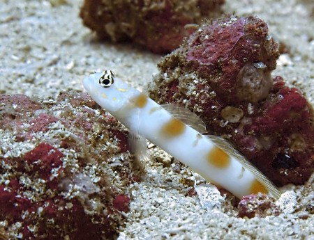 Five-Bar Shrimpgoby (Amblyeleotris sp.)