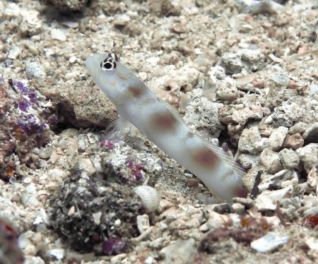 Five-Bar Shrimpgoby (Amblyeleotris sp.)