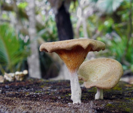 Mushroom-form fungi by Trevor Hattersley