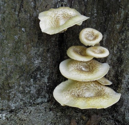 Bracket Fungi by Trevor Hattersley