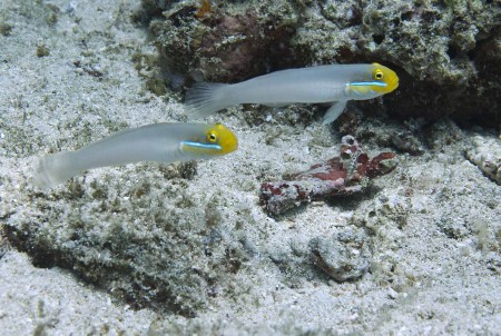 Bluestreak Goby (Valenciennea strigata)
