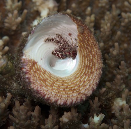 No, somebody is in there. A Dardanus Hermit Crab emerging from a Trochus shell.