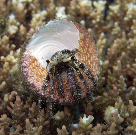 Hey, who turned my house over? A Dardanus Hermit Crab emerging from a Trochus shell.