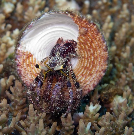 You JERK! Now I have to fix this mess. A Dardanus Hermit Crab emerging from a Trochus shell.