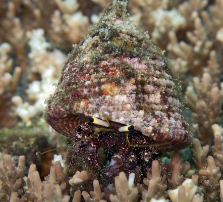Now, go away and leave me alone. A Dardanus Hermit Crab emerging from a Trochus shell.