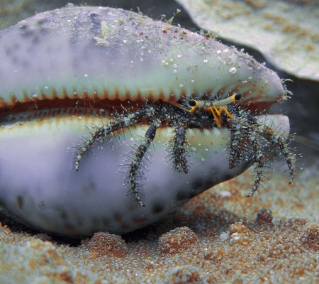 Hermit Crab (Dardanus sp.) at Planet Rock