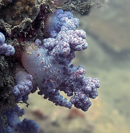 Juvenile Diverticulate Tree Coral (Dendronephthya roxasia)