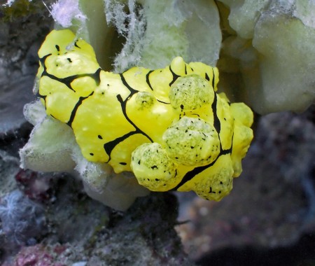 Nudibranch (Notodoris minor) at Planet Rock