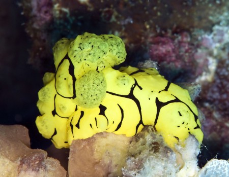 Nudibranch (Notodoris minor) at Planet Rock