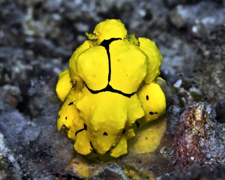 Nudibranch (Notodoris minor)