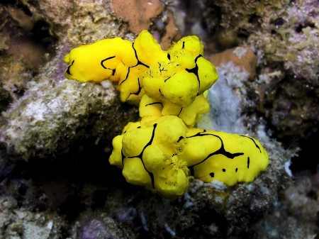 Nudibranch (Notodoris minor)
