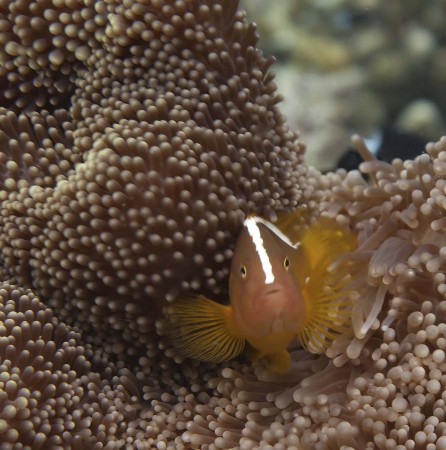 Orange Anemonefish (Amphiprion sandaracinos)