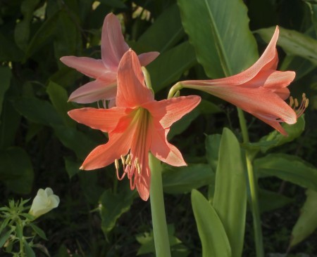 Orange lilies