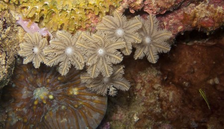 Palm Coral (Clavularia sp.)