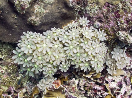 Palm Coral (Clavularia sp.) - Available Light - 
