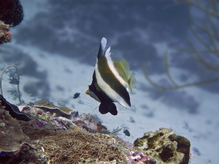 Pennant Bannerfish (Heniochus chrysostomus)