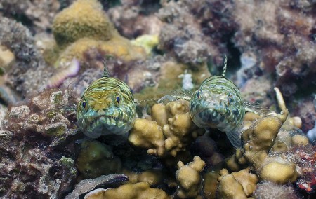 Reef Lizardfish - (Synodus variegatus)