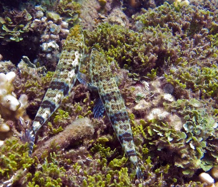Reef Lizardfish - (Synodus variegatus)