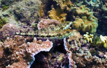 Reef Lizardfish - (Synodus variegatus)