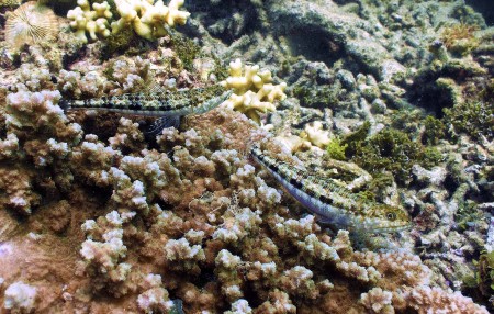 Reef Lizardfish - (Synodus variegatus)